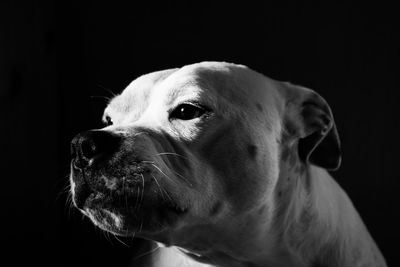 Close-up of dog looking away