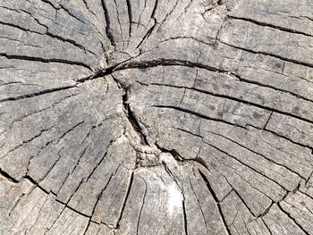 Full frame shot of cracked tree stump