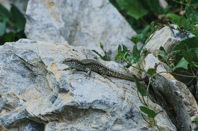 Close-up of insect on rock