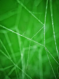 Full frame shot of green leaf