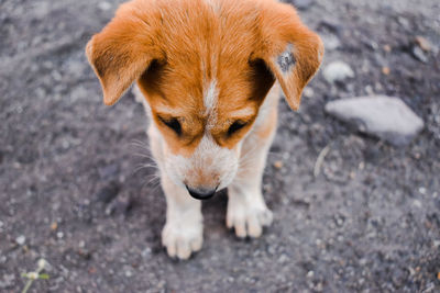 High angle view of a dog