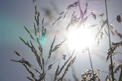 Close-up of plant against white background