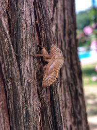 Close-up of insect on tree trunk