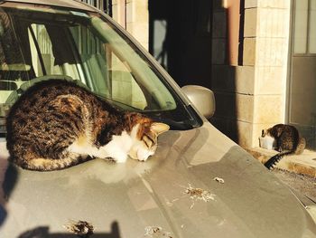 Cat sleeping outdoors