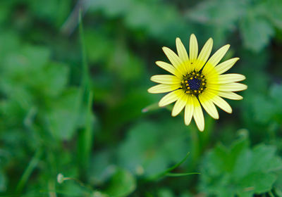 Close-up of yellow flowering plant