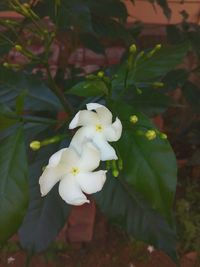 Close-up of white flowers blooming on tree