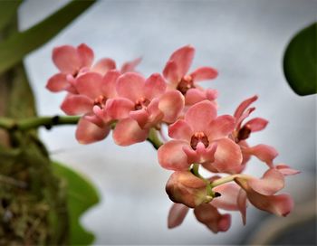 Close-up of pink cherry blossom