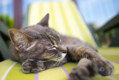 Close-up of brown sleeping cat