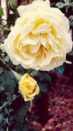 Close-up of yellow rose blooming outdoors