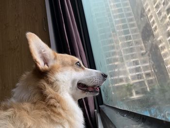 Close-up of dog looking through window