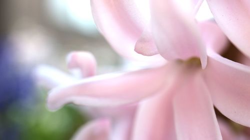 Close-up of flower blooming outdoors