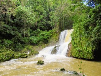 Scenic view of waterfall in forest