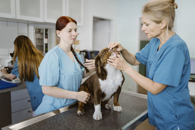 Mature female veterinarian examining bulldog with help of nurse in veterinary clinic