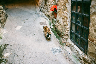 High angle view of cat on footpath