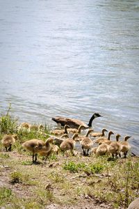 Flock of birds in lake