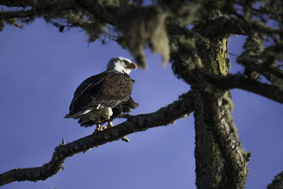 Low angle view of eagle perching on tree against sky