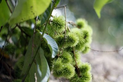 Low angle view of fruit growing on tree