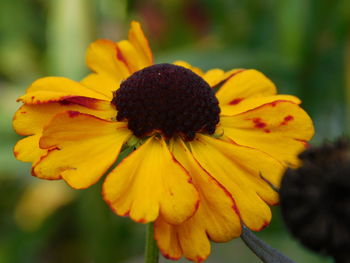 Close-up of yellow flower