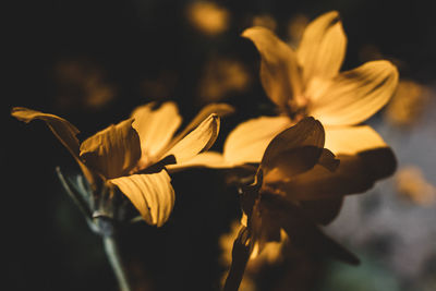 Close-up of wilted flower