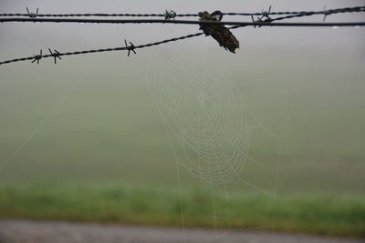 Close-up of spider web on barbed wire