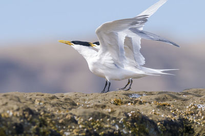 Seagull flying over a sea