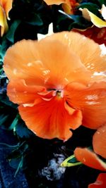 Close-up of orange flowers