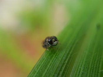 Close-up of insect on leaf