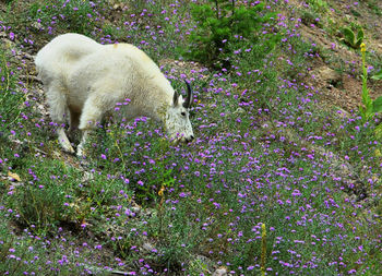 High angle view of elephant