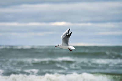 Seagull flying over sea against sky