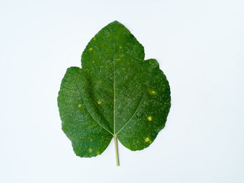 Close-up of leaf against white background