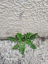 High angle view of plants growing on concrete wall