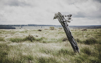 Plant on wooden post on field against sky