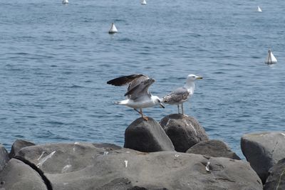 Seagulls perching on rock by sea