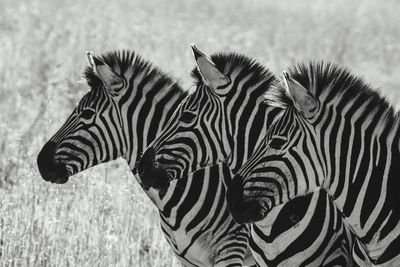 Close-up of a zebra