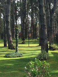 Trees in park