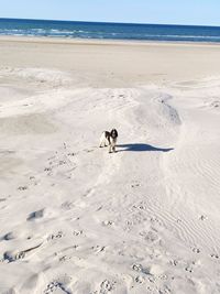 View of dog on beach