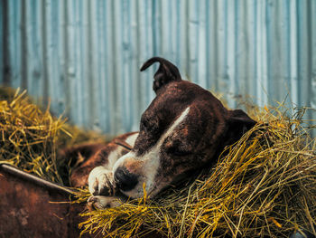 Close-up of dog relaxing on grass