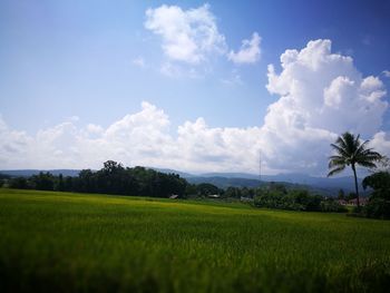 Scenic view of field against sky