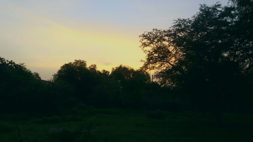 Silhouette trees in forest against sky at sunset