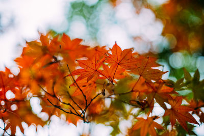 Low angle view of maple leaves on tree