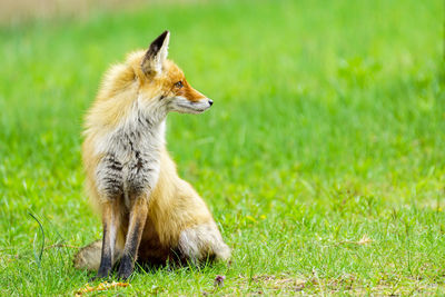 View of a cat looking away on field