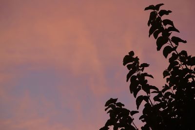 Low angle view of silhouette plants against sky during sunset