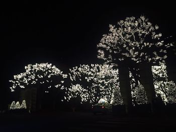 Low angle view of illuminated tree at night