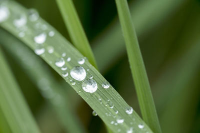 Close-up of water drops on blade of grass