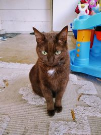 Portrait of cat sitting on floor at home