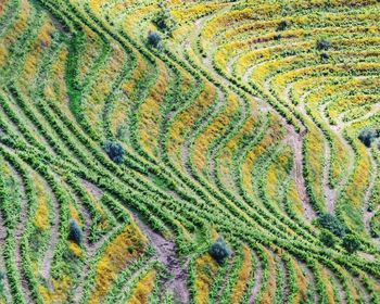 Full frame shot of agricultural field