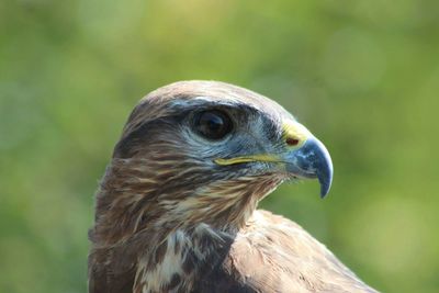 Close-up of a bird