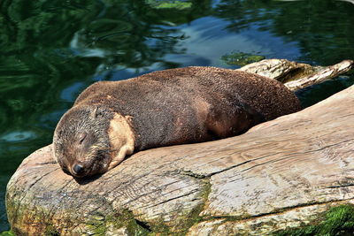 Close-up of sea lion on rock