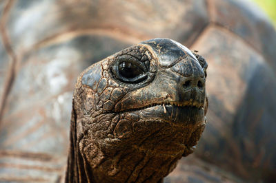 Giant tortoise headshot looking at the camera, aldabrachelys gigantea hololissa