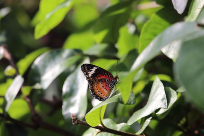 Butterfly on flower